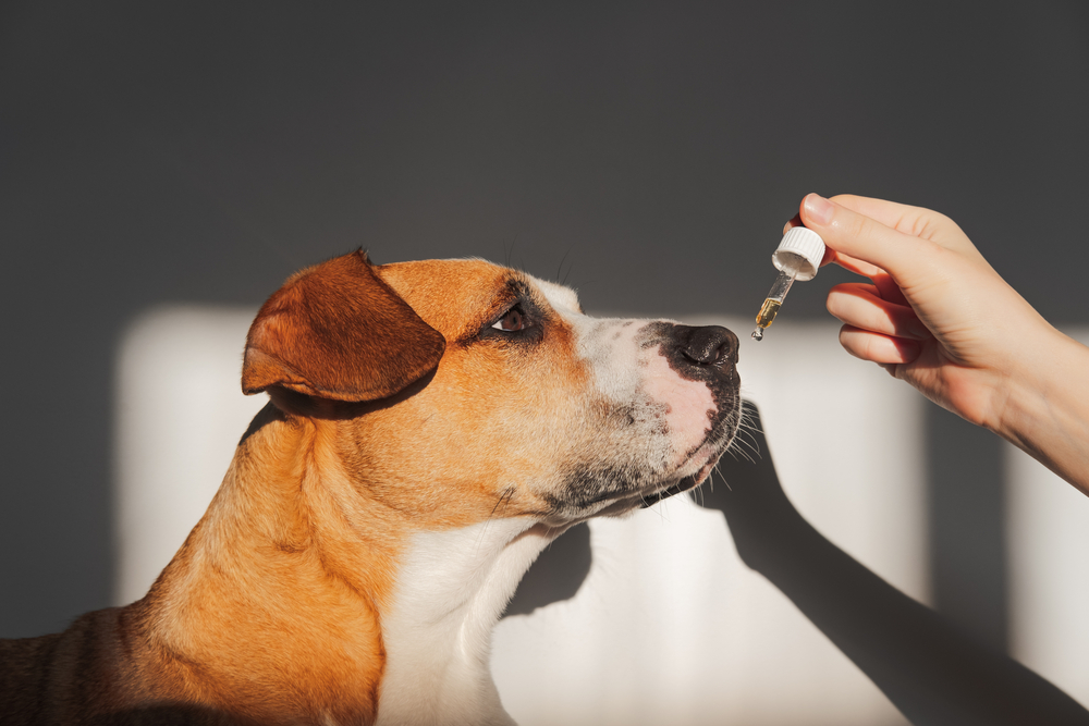 Cbd treats for outlet dog seizures